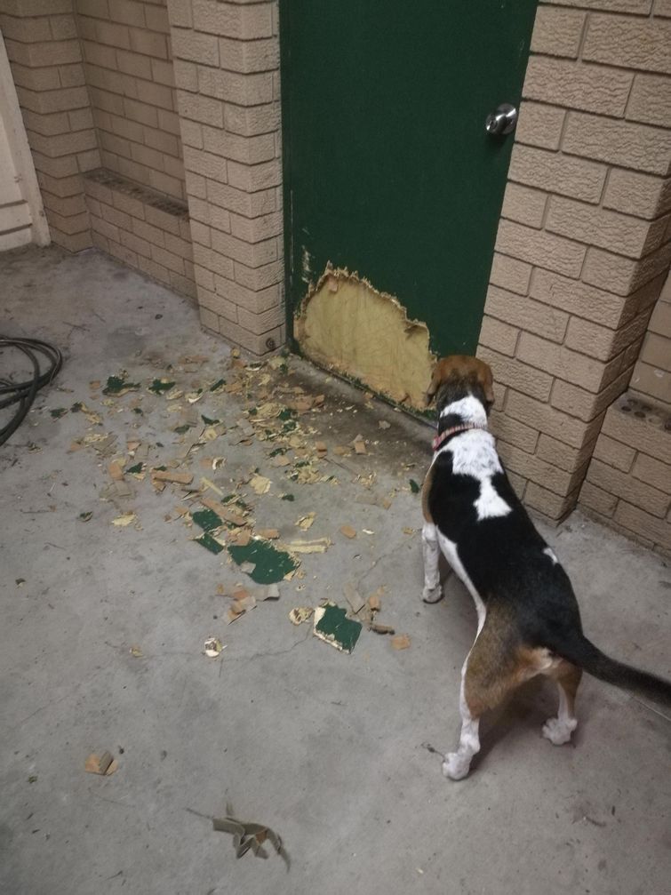 смешные собаки, смешные животные, глупые собаки, смешные фото собак