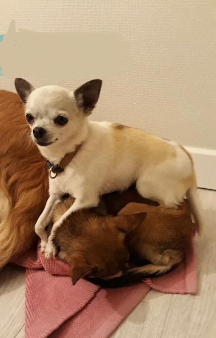 смешные собаки, смешные животные, глупые собаки, смешные фото собак