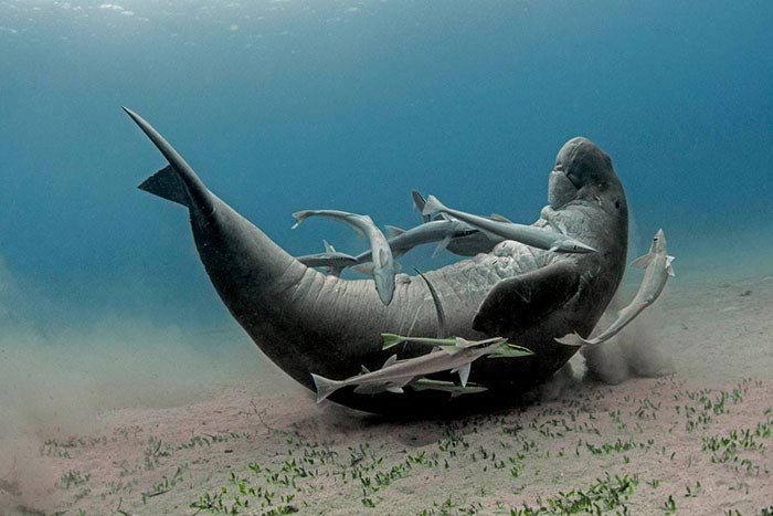 Самые смешные фотографии дикой природы 2018, самые смешные животные 2018, Comedy Wildlife Photo Awards 2018, Самые смешные фотографии дикой природы