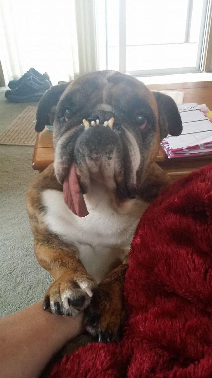 самая уродливая собака 2018, бульдог жа жа