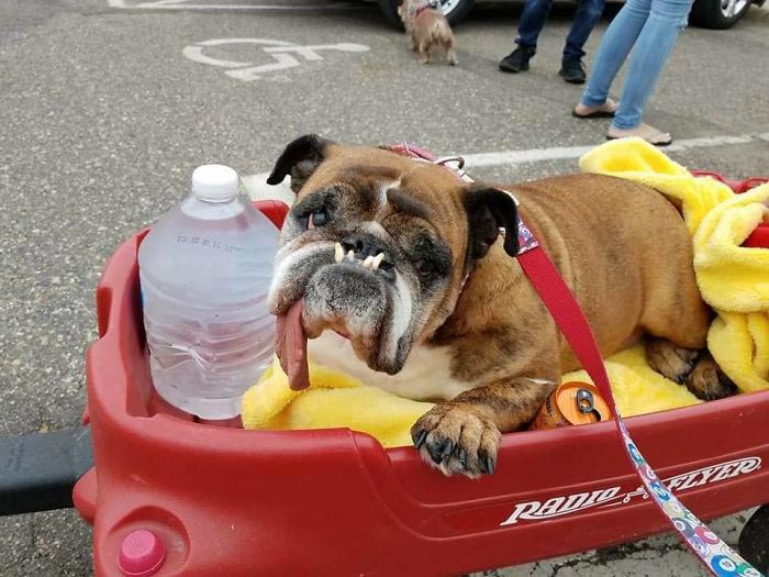 самая уродливая собака 2018, бульдог жа жа