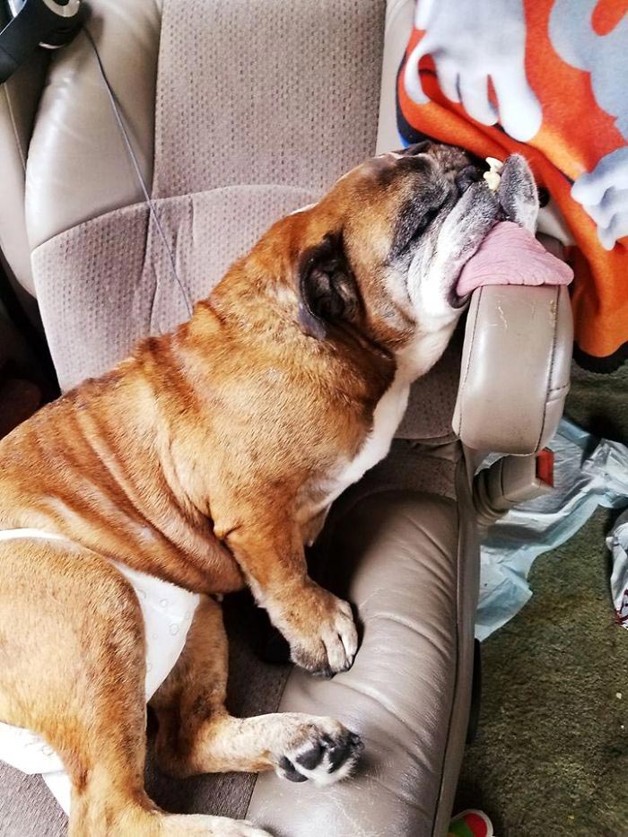 самая уродливая собака 2018, бульдог жа жа