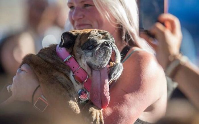 самая уродливая собака 2018, бульдог жа жа