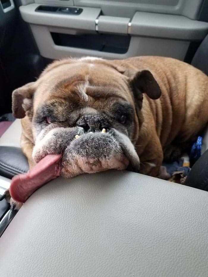 самая уродливая собака 2018, бульдог жа жа