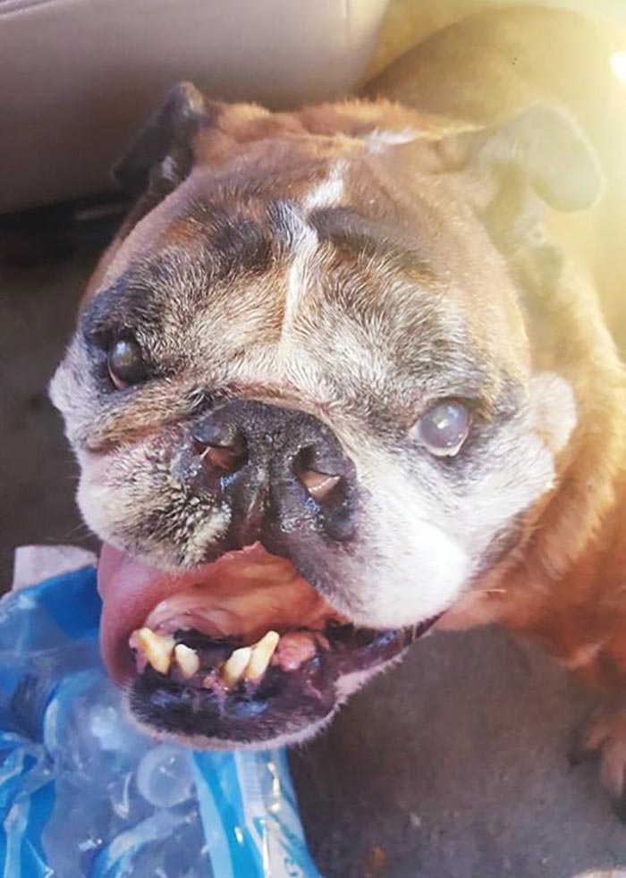 самая уродливая собака 2018, бульдог жа жа