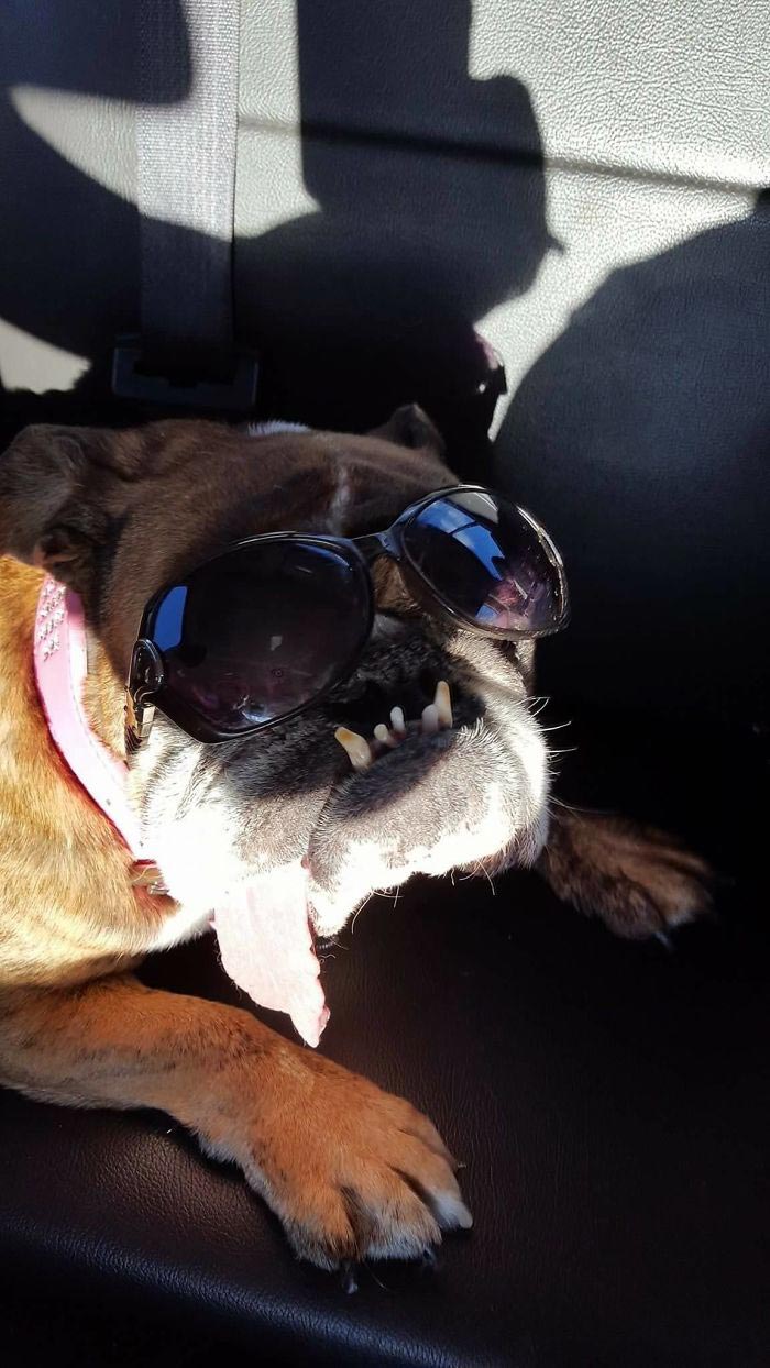 самая уродливая собака 2018, бульдог жа жа