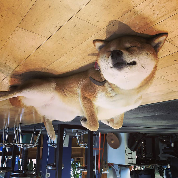 собаки как воздушные шарики, сиба-ину воздушный шарик 