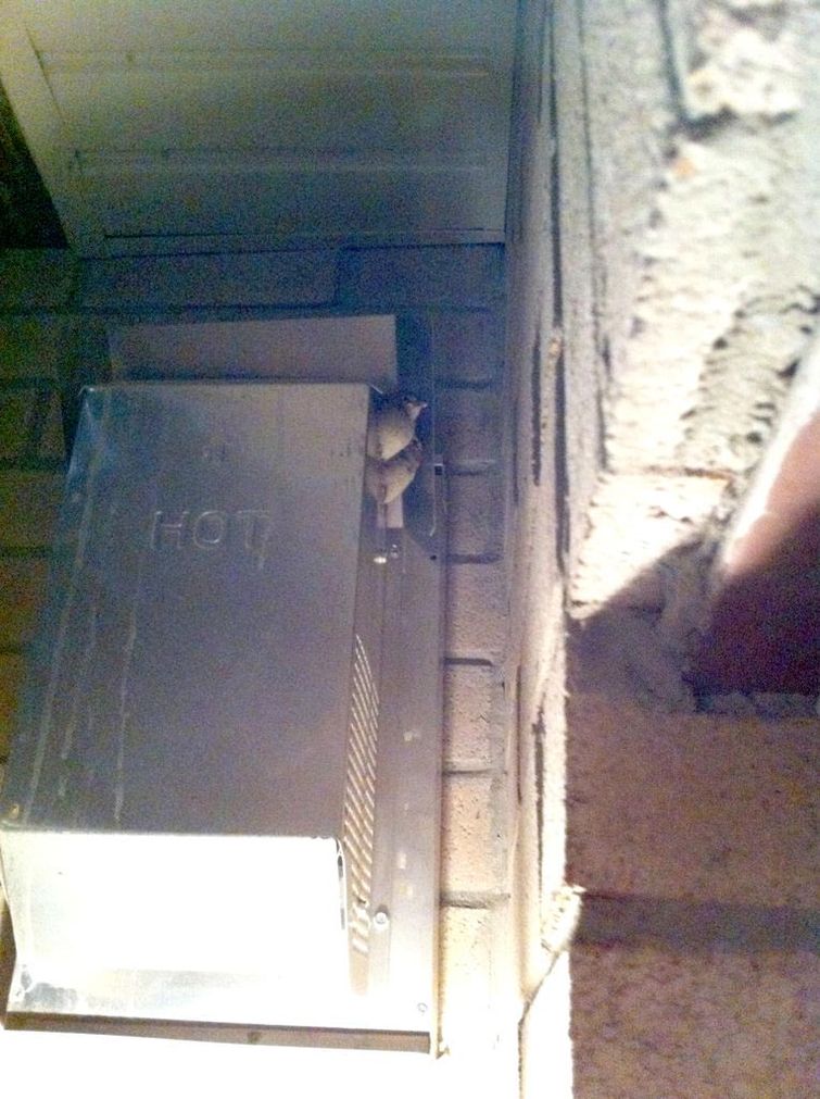 битва с голубями, битва с птицами, птицы гнездились камин, птицы гнездятся в доме