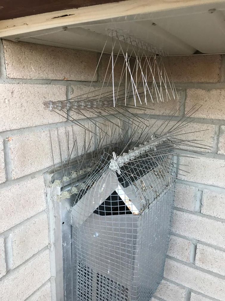 битва с голубями, битва с птицами, птицы гнездились камин, птицы гнездятся в доме