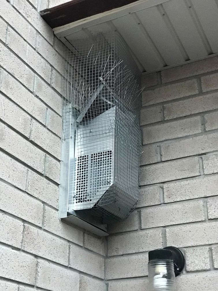 битва с голубями, битва с птицами, птицы гнездились камин, птицы гнездятся в доме