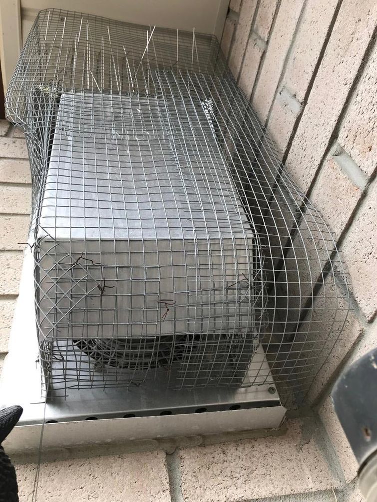 битва с голубями, битва с птицами, птицы гнездились камин, птицы гнездятся в доме