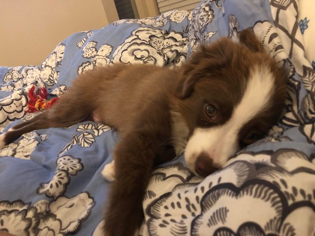 милые и забавные животные, фотографии с животными которые сделают день лучше.