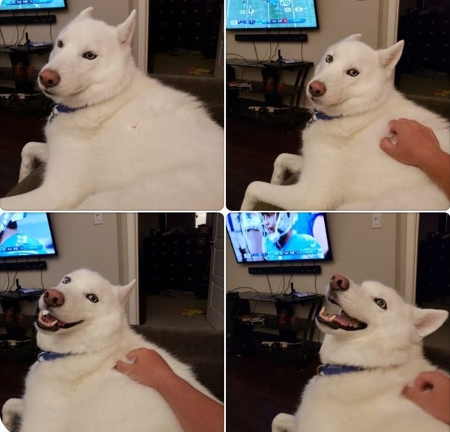 милые и забавные животные, фотографии с животными которые сделают день лучше.