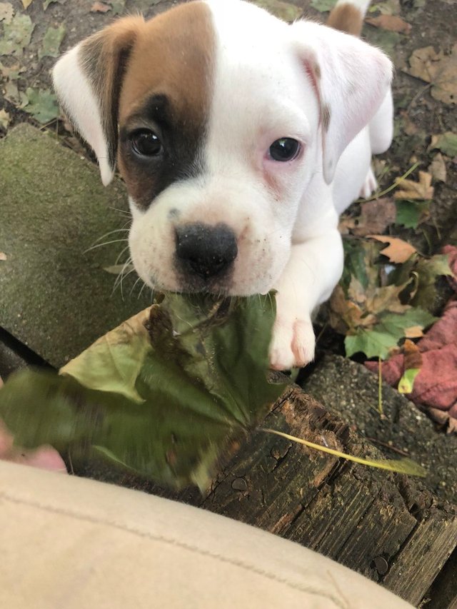 милые и забавные животные, фотографии с животными которые сделают день лучше.