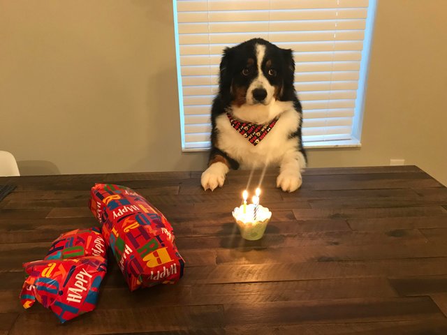 милые и забавные животные, фотографии с животными которые сделают день лучше.