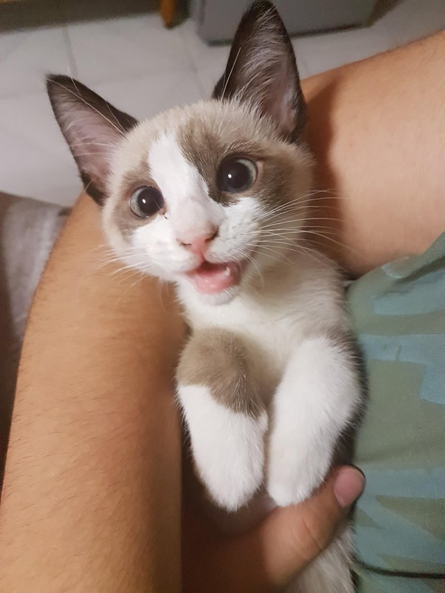 милые и забавные животные, фотографии с животными которые сделают день лучше.