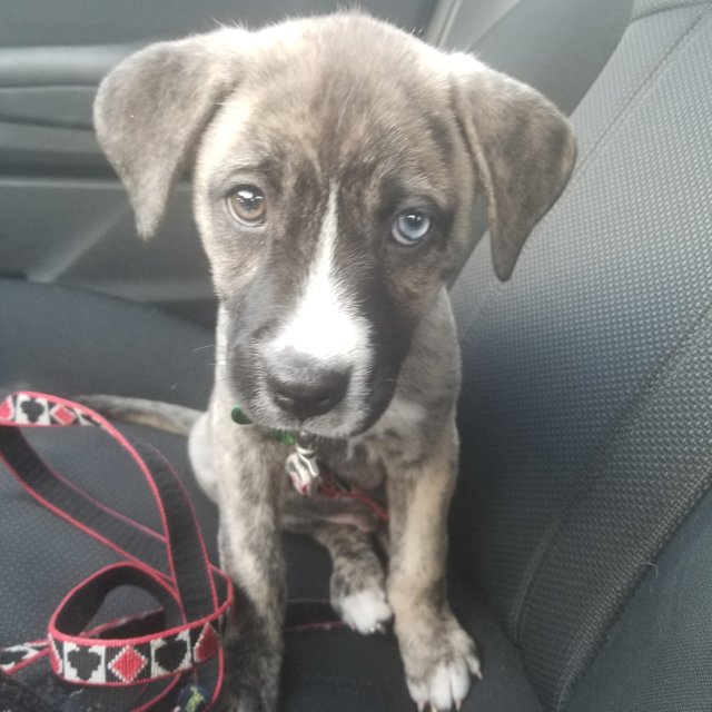 милые и забавные животные, фотографии с животными которые сделают день лучше.