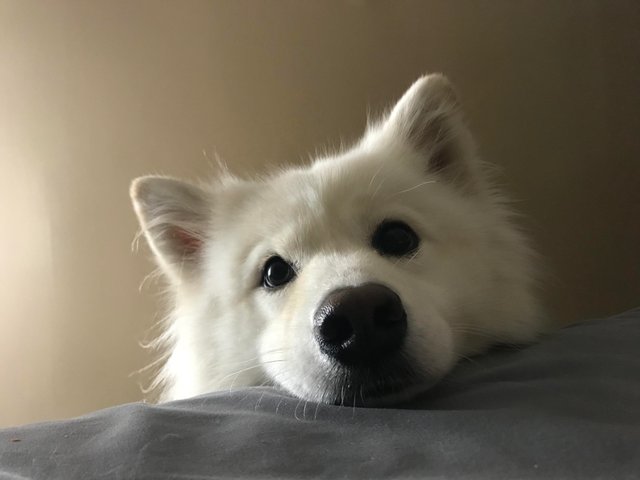 милые и забавные животные, фотографии с животными которые сделают день лучше.