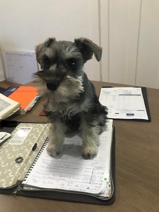 милые и забавные животные, фотографии с животными которые сделают день лучше.