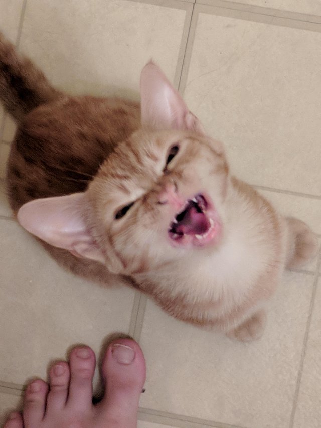 милые и забавные животные, фотографии с животными которые сделают день лучше.