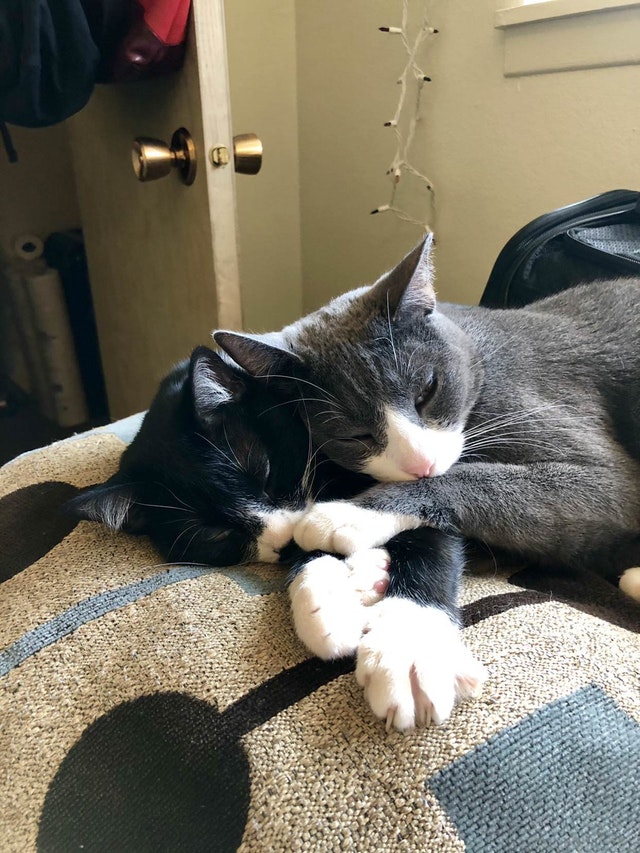 милые и забавные животные, фотографии с животными которые сделают день лучше.