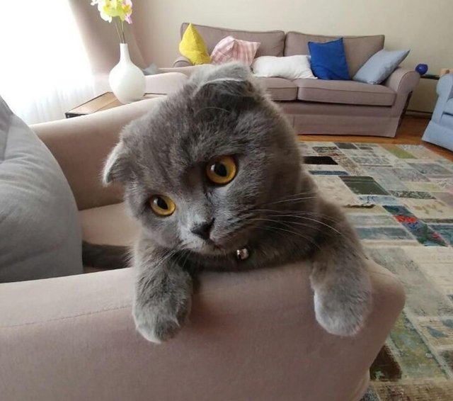 милые и забавные животные, фотографии с животными которые сделают день лучше.