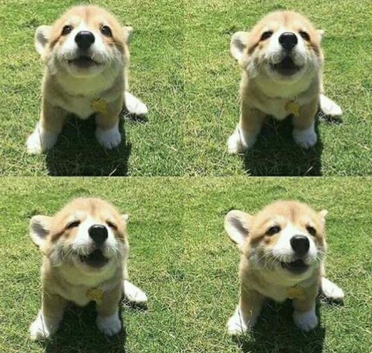 милые и забавные животные, фотографии с животными которые сделают день лучше.