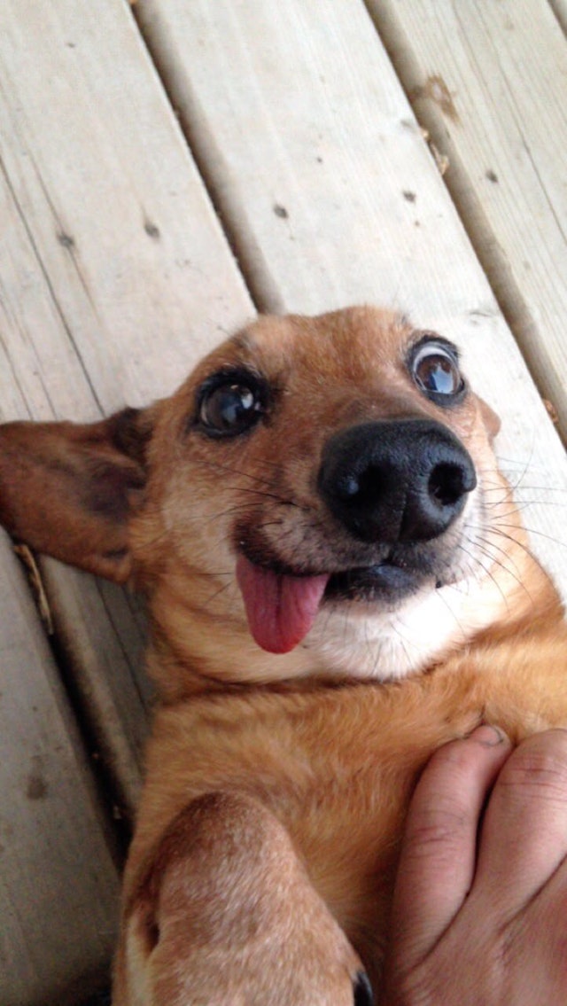 милые и забавные животные, фотографии с животными которые сделают день лучше.