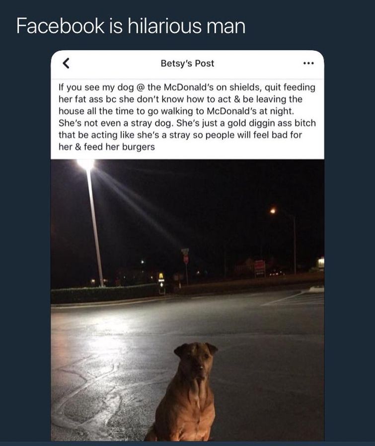 собака притворяется бездомной, собака прикидывается бездомной, собака притворяется бездомной выпрашивает еду, собака выпрашивает еду