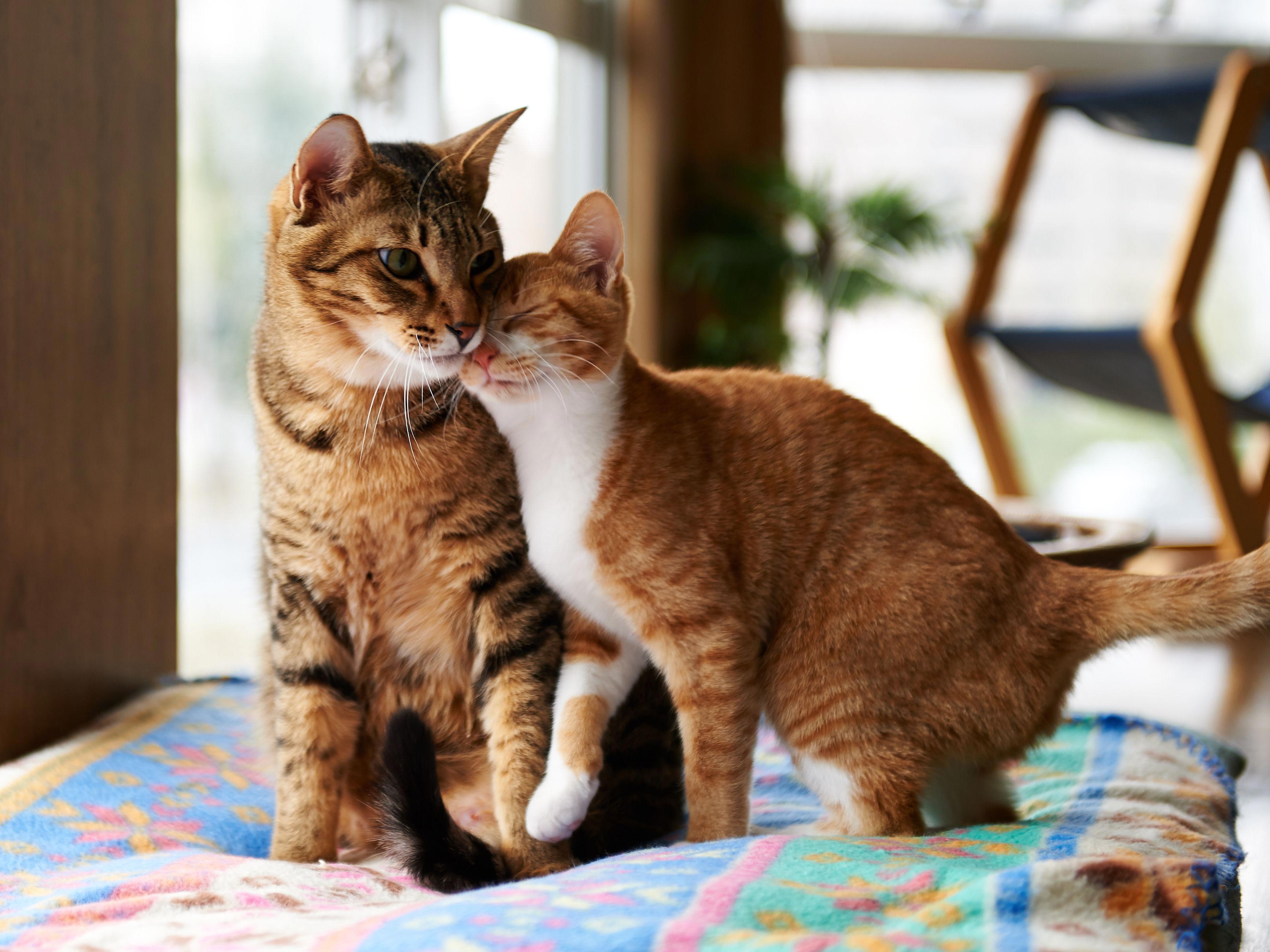 Любимцы Египта, кошачий маразм и другие замурчательные факты о кошках.