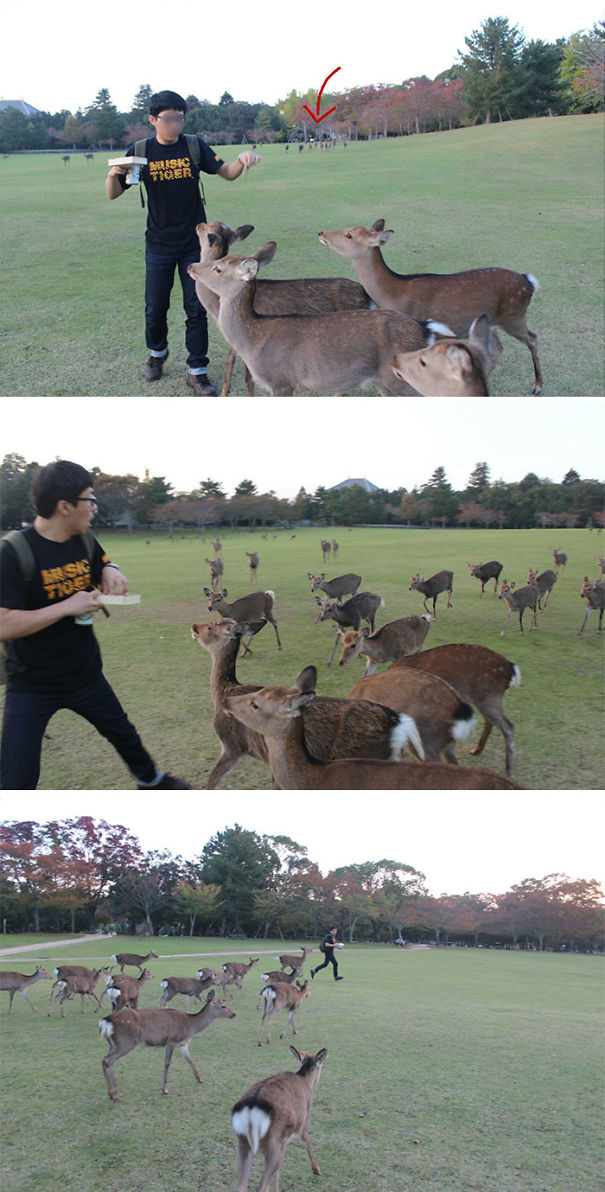  люди внезапно стали принцессами Диснея, люди превратились в диснеевских принцесс, животные пришли к людям 