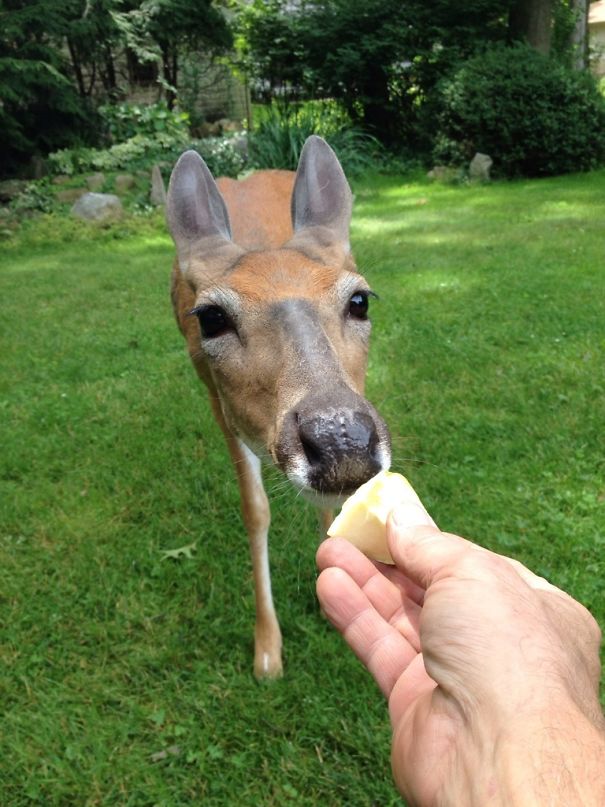  люди внезапно стали принцессами Диснея, люди превратились в диснеевских принцесс, животные пришли к людям 