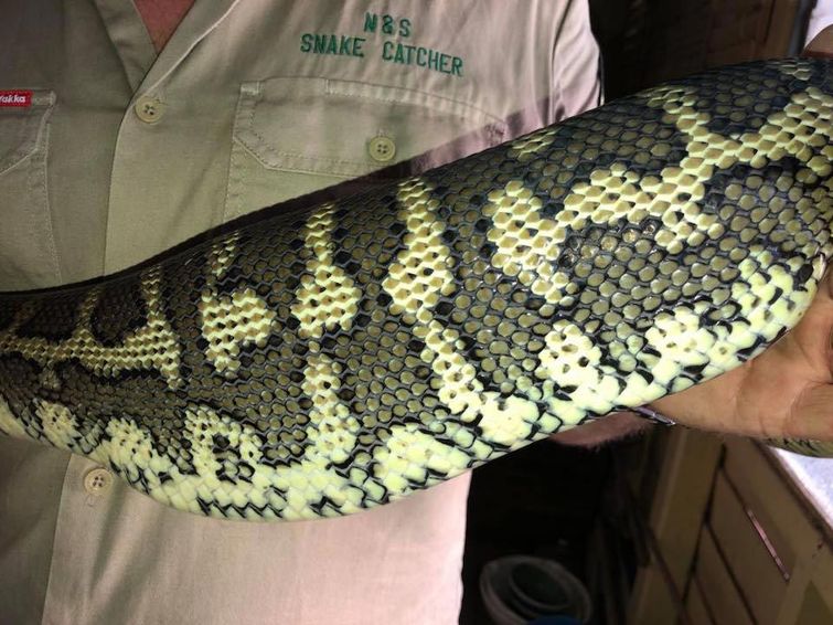 питон проглотил тапок, питон съел тапок, змея проглотила тапок, змея съела тапок