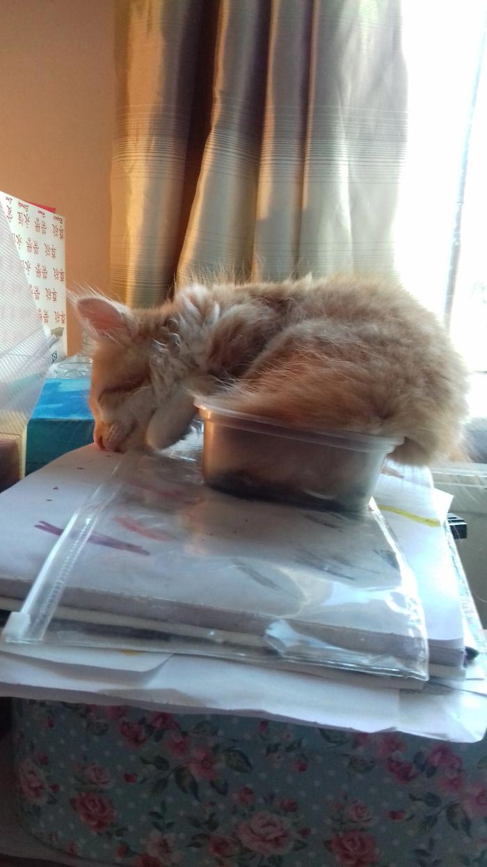 кошки спят в неожиданных местах, кошки спят в необычных местах