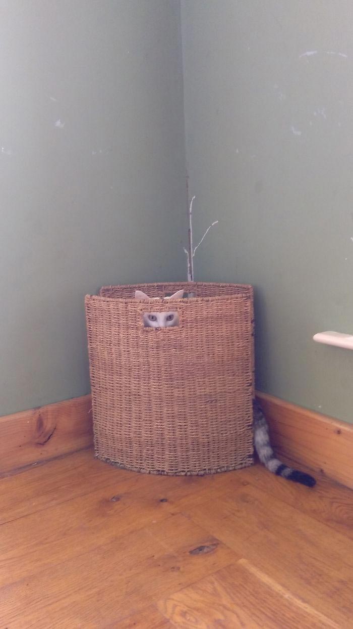 кошки спят в неожиданных местах, кошки спят в необычных местах