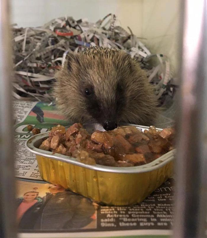 ёж в глине, ёж похож на камень 