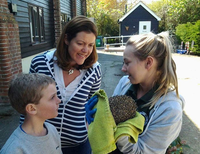 ёж в глине, ёж похож на камень 