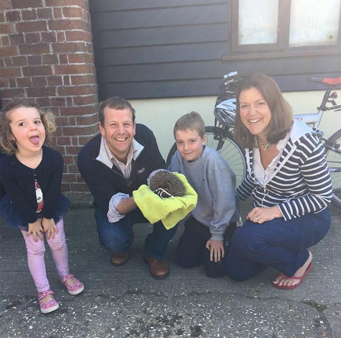 ёж в глине, ёж похож на камень 