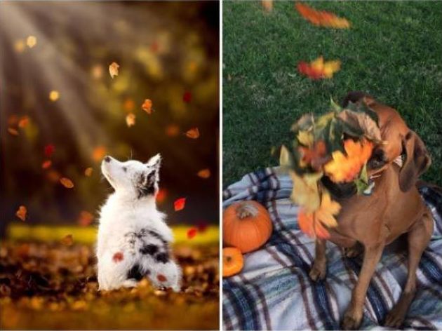 ожидание против реальности, ожидание и реальность, смешные фото