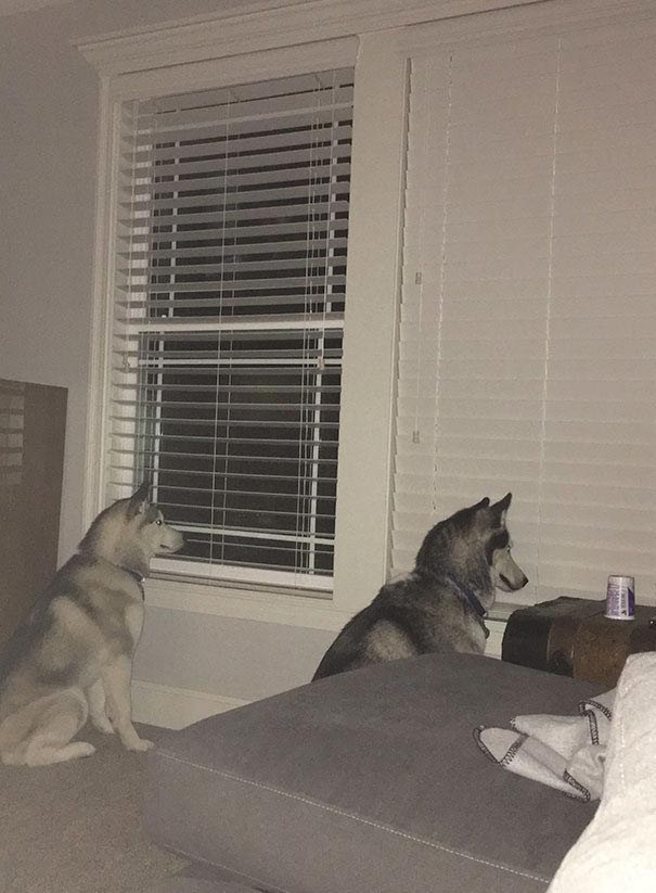 смешные собаки, смешные моменты с  собаками, собаки-идиоты