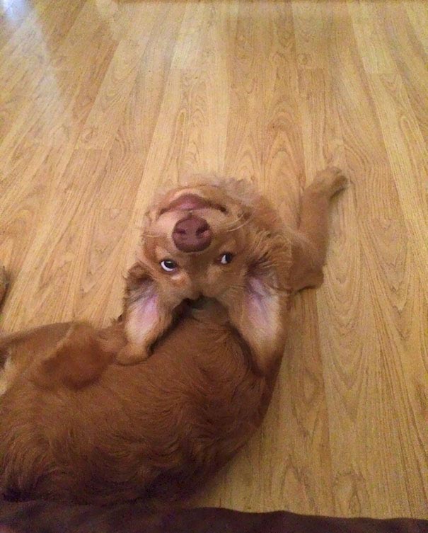 смешные собаки, смешные моменты с  собаками, собаки-идиоты