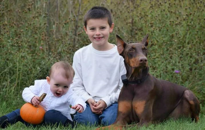 Мальчик продал свои игрушки чтобы заплатить за лечение собаки, доберман Медь