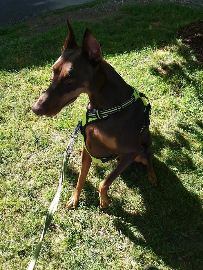 Мальчик продал свои игрушки чтобы заплатить за лечение собаки, доберман Медь