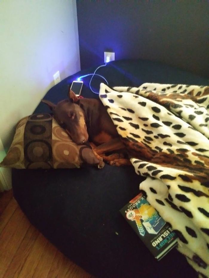 Мальчик продал свои игрушки чтобы заплатить за лечение собаки, доберман Медь