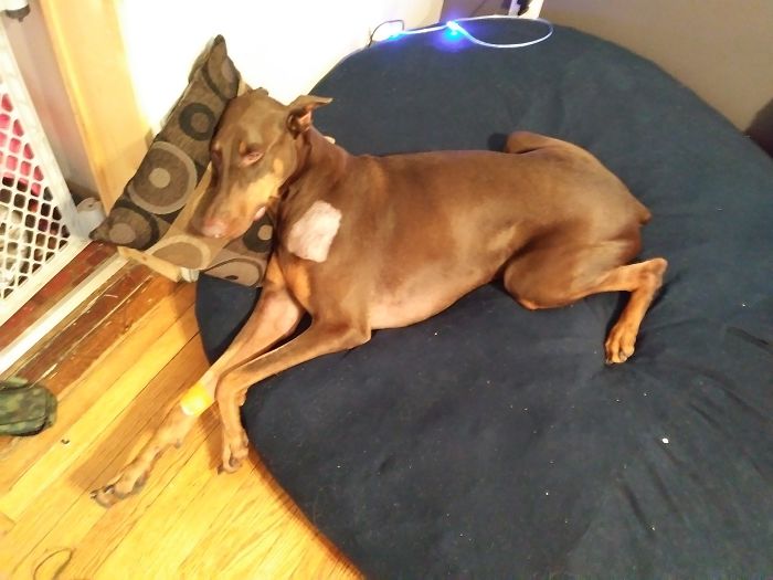 Мальчик продал свои игрушки чтобы заплатить за лечение собаки, доберман Медь