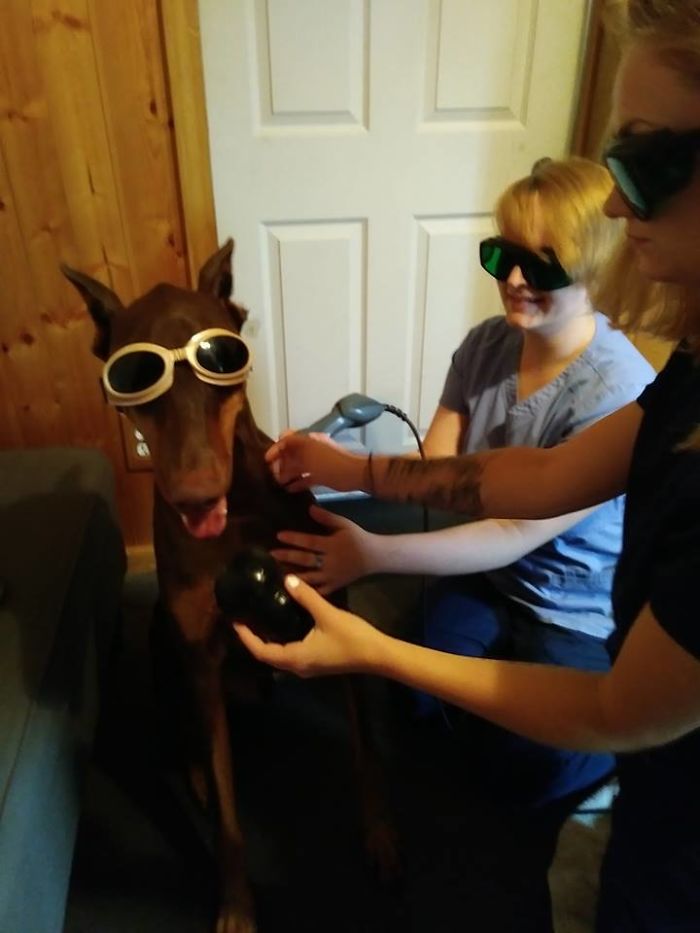 Мальчик продал свои игрушки чтобы заплатить за лечение собаки, доберман Медь