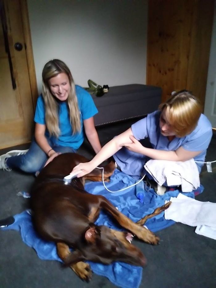 Мальчик продал свои игрушки чтобы заплатить за лечение собаки, доберман Медь