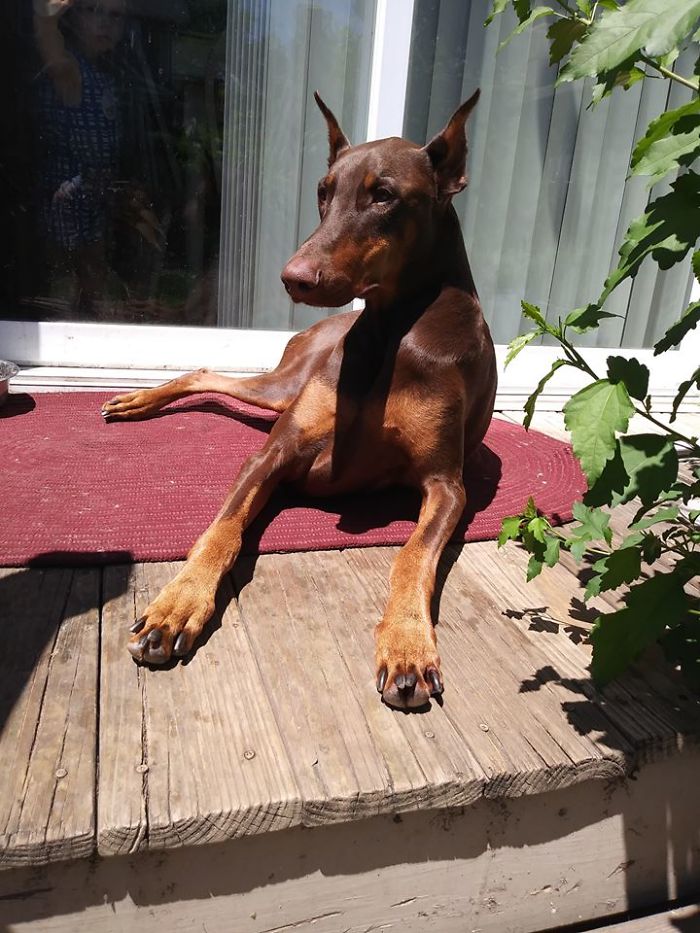 Мальчик продал свои игрушки чтобы заплатить за лечение собаки, доберман Медь