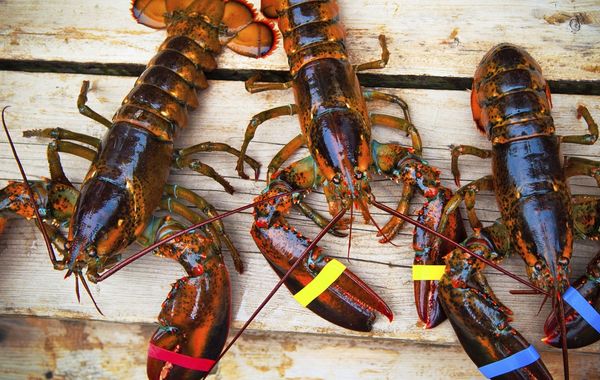 Рыбак поймал нежно-голубого лобстера, лобстер Лаки 