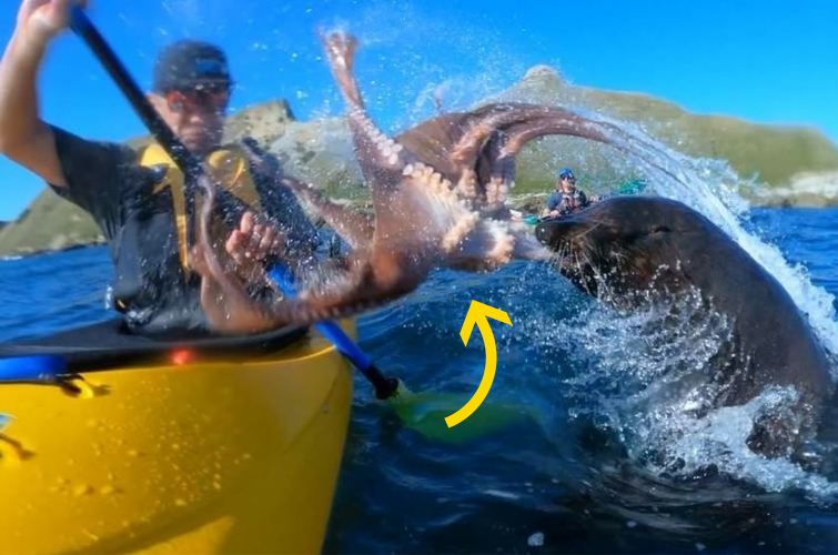 тюлень ударил осьминого по лицу, тюлень ударил осьминогом, пощёчина осьминогом, тюлень пощёчина осьминогом